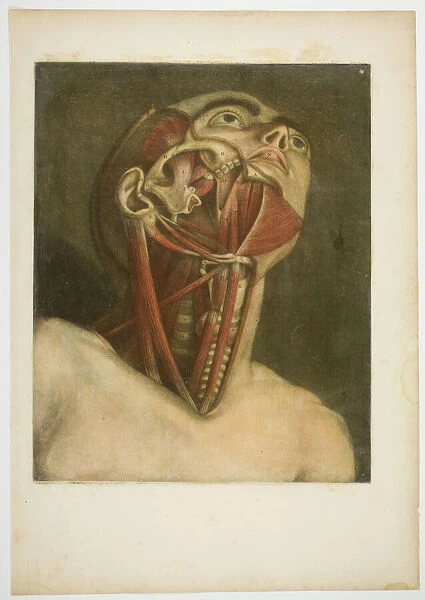 Neck Muscles, plate three from Complete musculature in Natural Size and Color, 1746. Creator: Jacques Fabian Gautier Dagoty