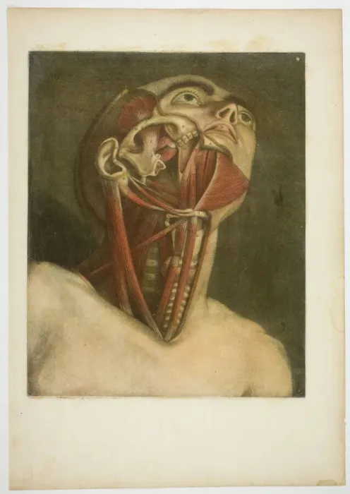 Framed Print : Neck Muscles, plate three from Complete musculature in Natural Size and Color, 1746. Creator: Jacques Fabian Gautier Dagoty Framed Print : Neck Muscles, plate three from Complete musculature in Natural Size and Color, 1746. Creator: Jacques Fabian Gautier Dagoty