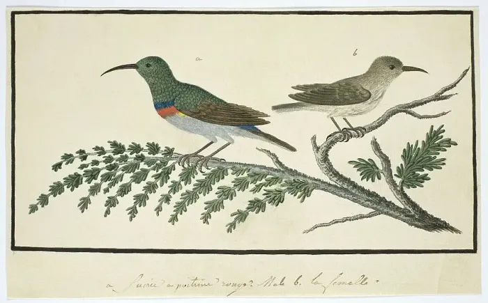 Framed Print : Nectarinia afra (Greater double-collared sunbird), 1777-1786. Creator: Robert Jacob Gordon Framed Print : Nectarinia afra (Greater double-collared sunbird), 1777-1786. Creator: Robert Jacob Gordon
