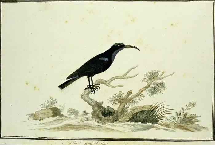 Framed Print : Nectarinia amethystina (Amethyst sunbird), 1777-1786. Creator: Robert Jacob Gordon Framed Print : Nectarinia amethystina (Amethyst sunbird), 1777-1786. Creator: Robert Jacob Gordon