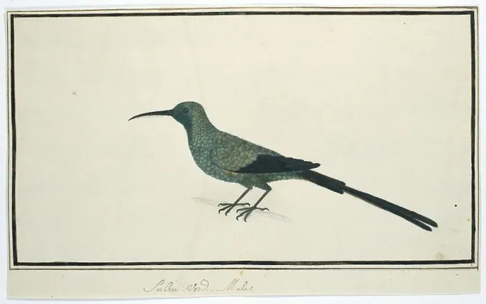 Framed Print : Nectarinia famosa (Malachite sunbird), 1777-1786. Creator: Robert Jacob Gordon Framed Print : Nectarinia famosa (Malachite sunbird), 1777-1786. Creator: Robert Jacob Gordon