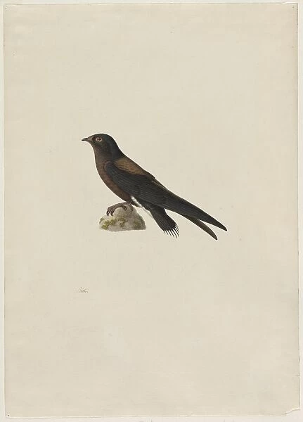 Needle-Tailed Swift (Hirundapus caudaculus), 1800s. Creator: Paul Hüet (French, 1803-1869)