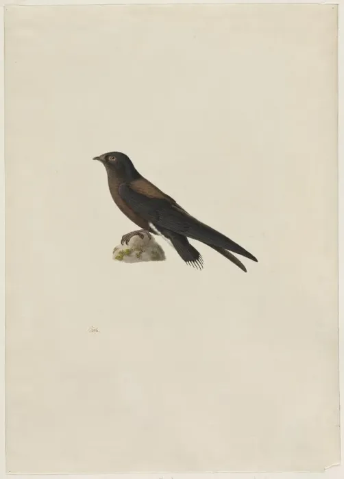 Framed Print : Needle-Tailed Swift (Hirundapus caudaculus), 1800s. Creator: Paul Hüet (French, 1803-1869) Framed Print : Needle-Tailed Swift (Hirundapus caudaculus), 1800s. Creator: Paul Hüet (French, 1803-1869)