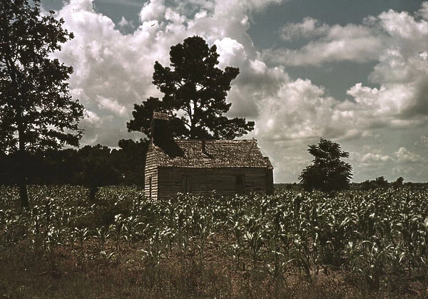 A Negro church in a corn field, Manning, S.C. 1939. Creator: Marion Post Wolcott