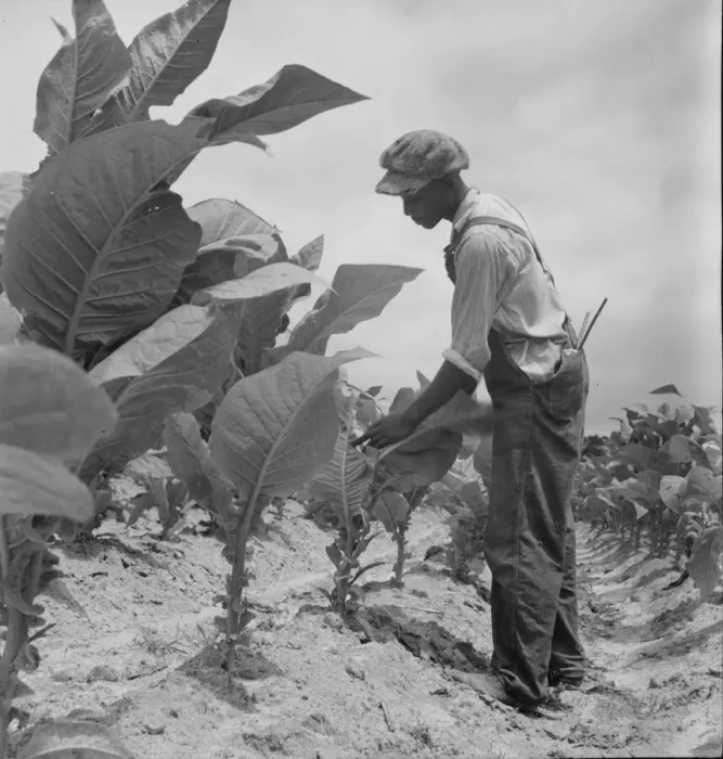Framed Print : Negro sharecroppers son goes up and down... worming tobacco, Wake County, North Carolina, 1939. Creator: Dorothea Lange Framed Print : Negro sharecroppers son goes up and down... worming tobacco, Wake County, North Carolina, 1939. Creator: Dorothea Lange