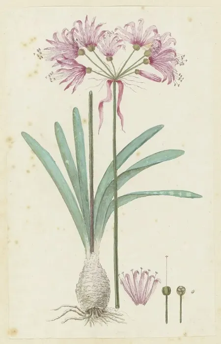 Framed Print : Nerine humilis (Jacq.) Herb. (Amaryllis humilis), 1777-1786. Creator: Robert Jacob Gordon Framed Print : Nerine humilis (Jacq.) Herb. (Amaryllis humilis), 1777-1786. Creator: Robert Jacob Gordon