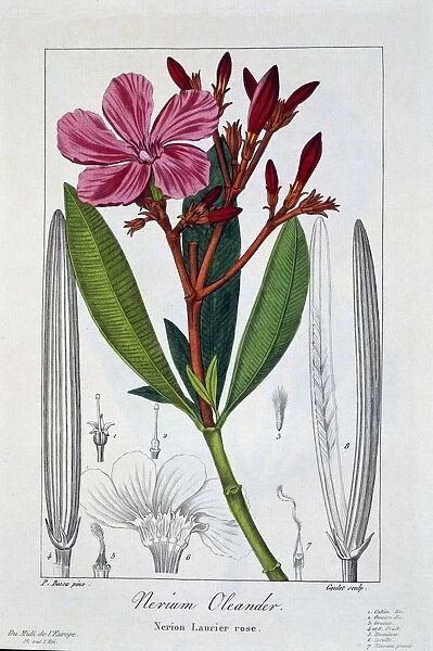 Nerium Oleander, pub. 1836. Creator: Panacre Bessa (1772-1846)
