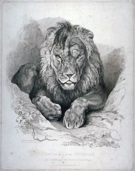 Framed Print : Nero, a lion from Senegal, now exhibiting in the Tower of London, 1814. Artist Framed Print : Nero, a lion from Senegal, now exhibiting in the Tower of London, 1814. Artist