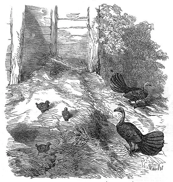 Nest of the Brush Turkey, in the Zoological Society's Gardens, Regent's-Park, 1854. Creator: H. Wendel