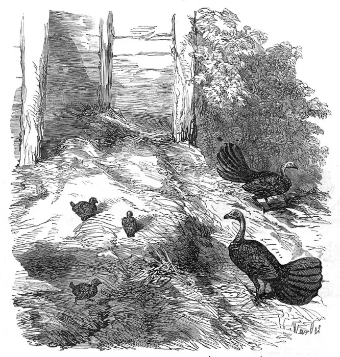 Framed Print : Nest of the Brush Turkey, in the Zoological Society's Gardens, Regent's-Park, 1854. Creator: H. Wendel Framed Print : Nest of the Brush Turkey, in the Zoological Society's Gardens, Regent's-Park, 1854. Creator: H. Wendel