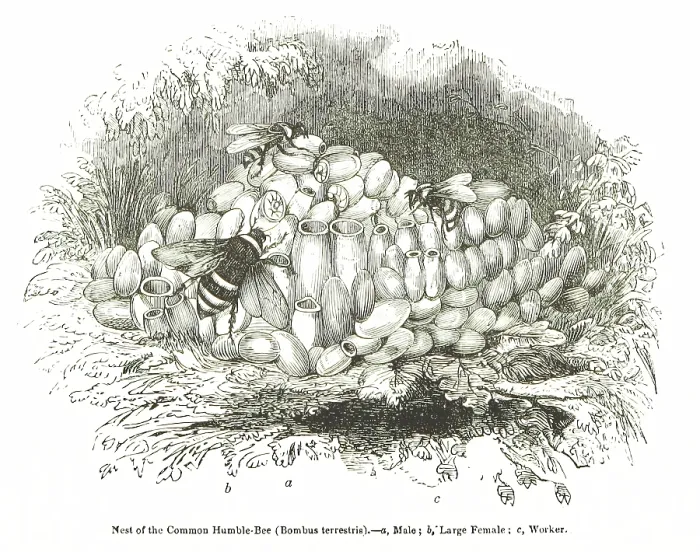 Framed Print : Nest of the Common Humble-Bee (Bombus terrestris), 1850. Creator: Unknown Framed Print : Nest of the Common Humble-Bee (Bombus terrestris), 1850. Creator: Unknown