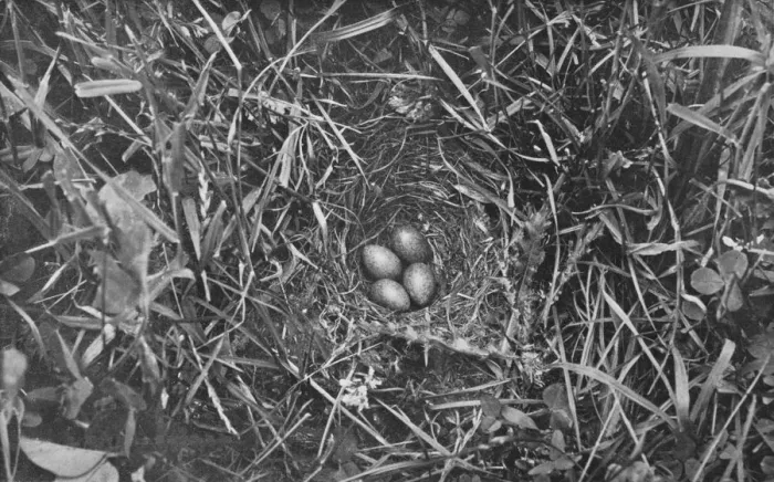 Framed Print : Nest of Skylark, c1882, (1912). Artist: Charles Reid Framed Print : Nest of Skylark, c1882, (1912). Artist: Charles Reid