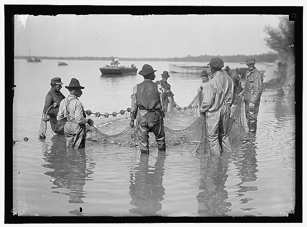 Net fishing, between 1909 and 1923. Creator: Harris & Ewing. Net fishing, between 1909 and 1923. Creator: Harris & Ewing