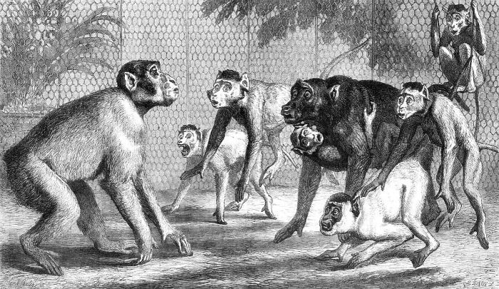 Framed Print : A new arrival at the Zoological Society's Gardens, Regent's Park, 1868. Creator: Mason Jackson Framed Print : A new arrival at the Zoological Society's Gardens, Regent's Park, 1868. Creator: Mason Jackson