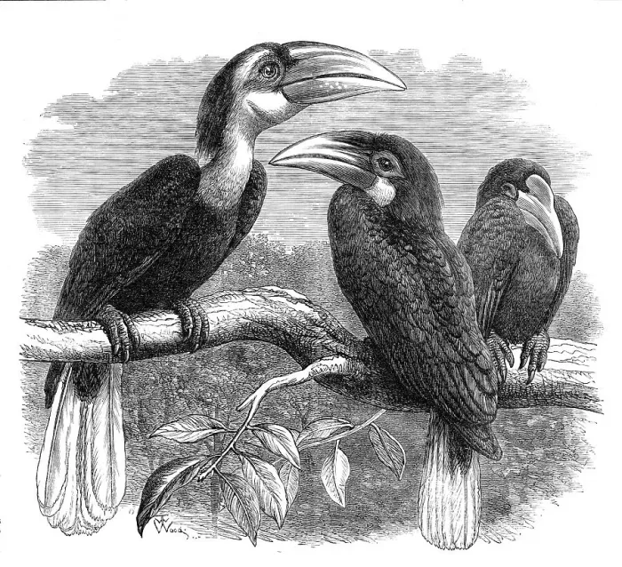 Framed Print : New arrivals at the Zoological Society's Gardens: Hornbills, 1870. Creator: Unknown Framed Print : New arrivals at the Zoological Society's Gardens: Hornbills, 1870. Creator: Unknown