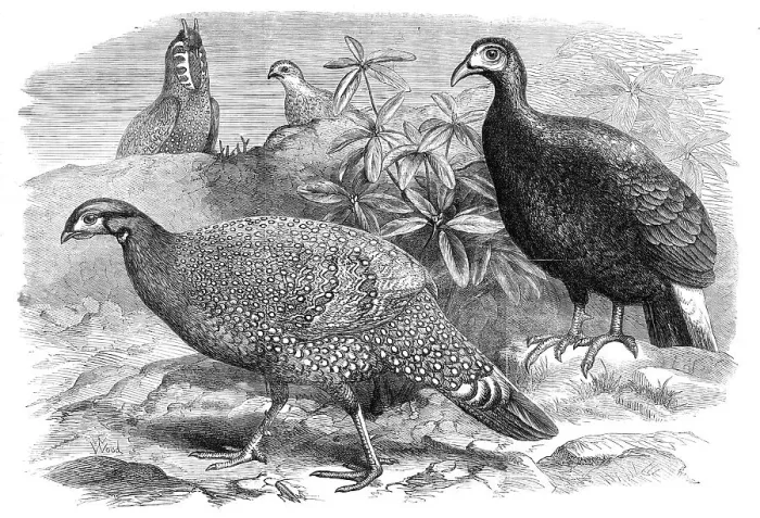 Framed Print : New arrivals at the Zoological Society's Gardens: Pheasants, 1870. Creator: Unknown Framed Print : New arrivals at the Zoological Society's Gardens: Pheasants, 1870. Creator: Unknown