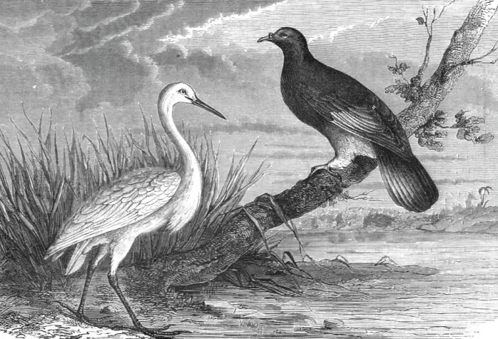 Framed Print : New Caledonian Heron and the Notu Pigeon; Some Account of New Caledonia, 1875. Creator: Unknown Framed Print : New Caledonian Heron and the Notu Pigeon; Some Account of New Caledonia, 1875. Creator: Unknown