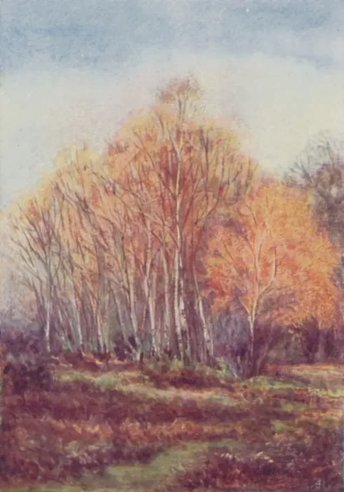 Framed Print : The New Forest, 1910 Framed Print : The New Forest, 1910