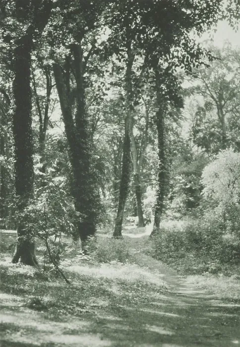 Framed Print : In the new forest, Hants. From the album: Photograph album - England, 1920s. Creator: Harry Moult Framed Print : In the new forest, Hants. From the album: Photograph album - England, 1920s. Creator: Harry Moult