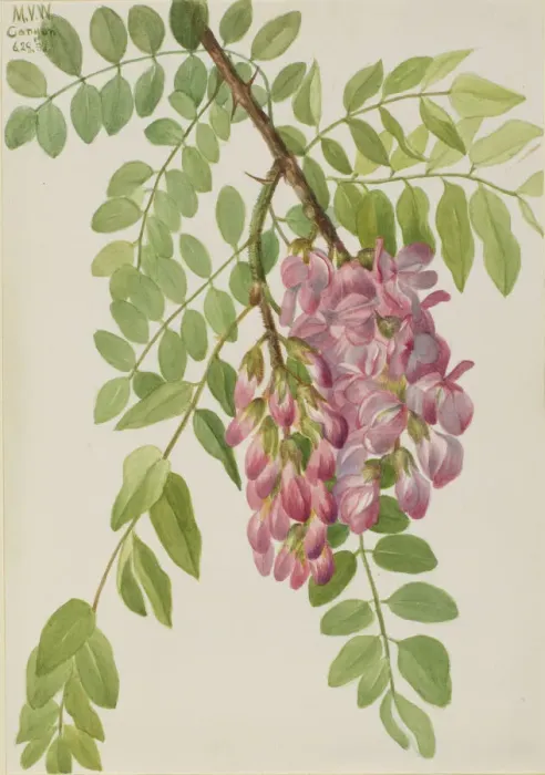 Framed Print : New Mexican Locust (Robinia neomexicana), 1938. Creator: Mary Vaux Walcott Framed Print : New Mexican Locust (Robinia neomexicana), 1938. Creator: Mary Vaux Walcott