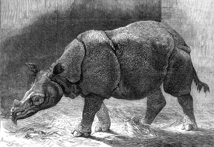 Framed Print : The new Rhinoceros in the Gardens of the Zoological Society, 1874. Creator: Unknown Framed Print : The new Rhinoceros in the Gardens of the Zoological Society, 1874. Creator: Unknown
