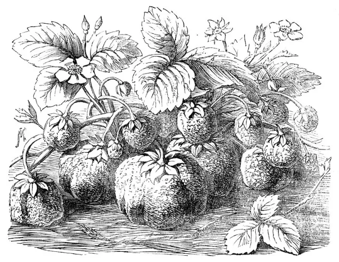 Framed Print : The new Strawberry, Sir Harry, 1854. Creator: Unknown. The new Strawberry, Sir Harry, 1854. Creator: Unknown