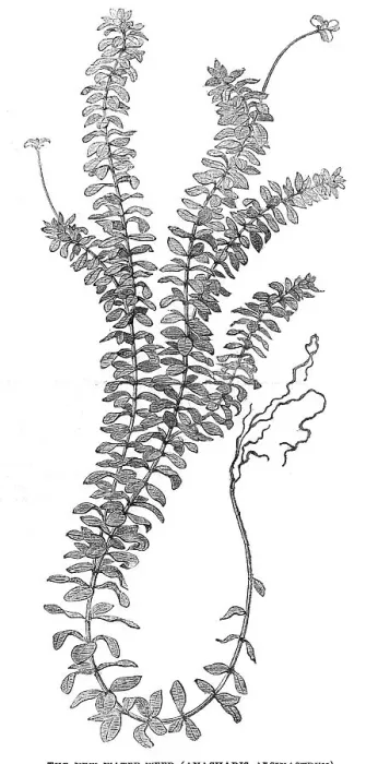 Framed Print : The New Water-Weed (Ancharis Alsinastrum), 1854. Creator: Unknown Framed Print : The New Water-Weed (Ancharis Alsinastrum), 1854. Creator: Unknown