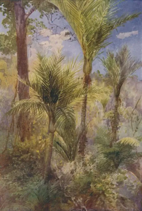 Framed Print : New Zealand Forest, 1924 Framed Print : New Zealand Forest, 1924