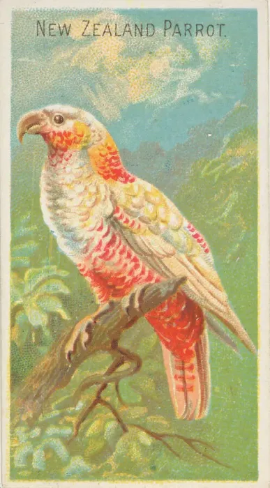 Framed Print : New Zealand Parrot, from the Birds of the Tropics series (N5) for Allen & Framed Print : New Zealand Parrot, from the Birds of the Tropics series (N5) for Allen &
