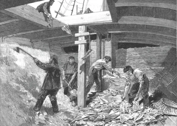 Framed Print : The Newfoundland Cod Fishery; Salting the Fish in the Hold of the Brig, 1891. Creator: Unknown Framed Print : The Newfoundland Cod Fishery; Salting the Fish in the Hold of the Brig, 1891. Creator: Unknown
