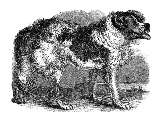 Framed Print : Newfoundland dog, 1848 Framed Print : Newfoundland dog, 1848