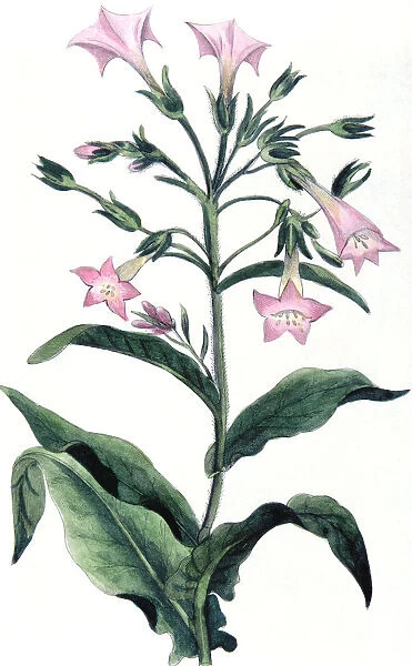 Nicotiana tabacum - tobacco plant, 1823