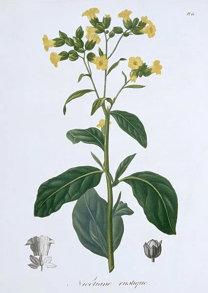Nicotiana (Tobacco), 1821. Artist: LFJ Hoquart