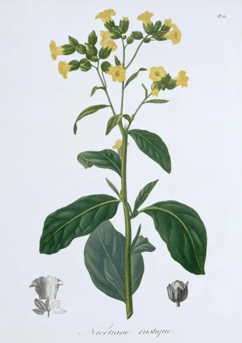 Framed Print : Nicotiana (Tobacco), 1821. Artist: LFJ Hoquart Framed Print : Nicotiana (Tobacco), 1821. Artist: LFJ Hoquart
