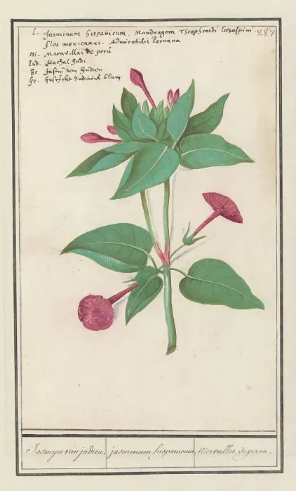 Framed Print : Night Beauty (Mirabilis jalapa), 1596-1610. Creators: Anselmus de Boodt, Elias Verhulst Framed Print : Night Beauty (Mirabilis jalapa), 1596-1610. Creators: Anselmus de Boodt, Elias Verhulst