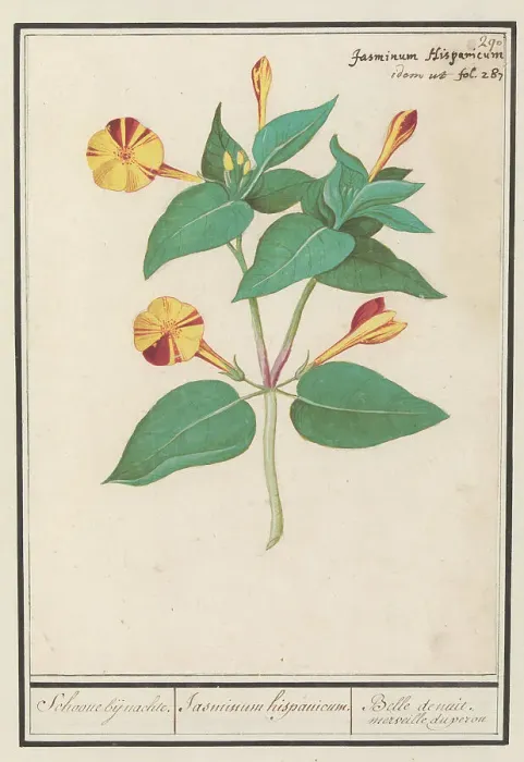 Framed Print : Night Beauty (Mirabilis jalapa), 1596-1610. Creators: Anselmus de Boodt, Elias Verhulst Framed Print : Night Beauty (Mirabilis jalapa), 1596-1610. Creators: Anselmus de Boodt, Elias Verhulst