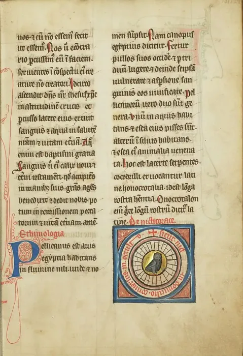 Framed Print : A Night Heron; De Natura Avium; De Pastoribus et Ovibus; Bestiarium, 1277 or after. Creator: Unknown Framed Print : A Night Heron; De Natura Avium; De Pastoribus et Ovibus; Bestiarium, 1277 or after. Creator: Unknown