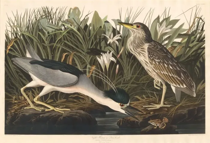 Framed Print : Night Heron or Qua bird, 1835. Creator: Robert Havell Framed Print : Night Heron or Qua bird, 1835. Creator: Robert Havell