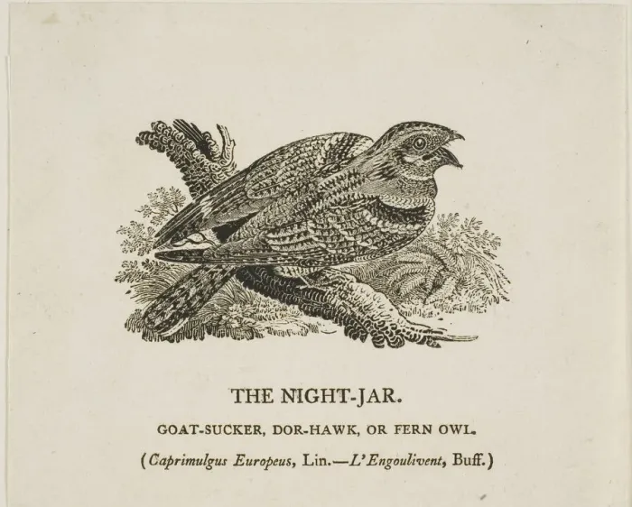Framed Print : The Night-Jar, n. d. Creator: Thomas Bewick Framed Print : The Night-Jar, n. d. Creator: Thomas Bewick