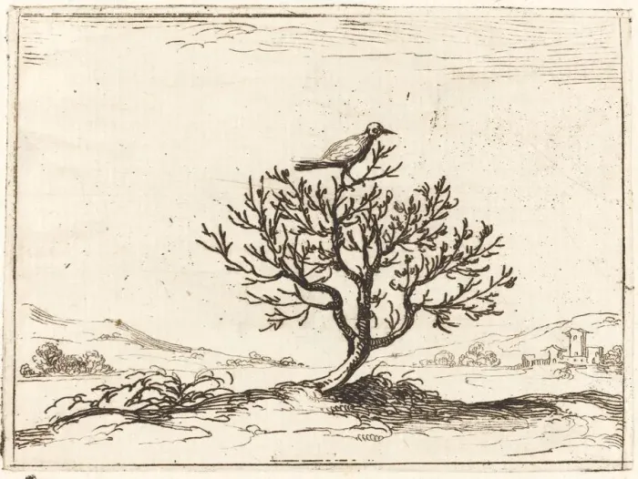 Framed Print : Nightingale in a Bush, 1628. Creator: Jacques Callot Framed Print : Nightingale in a Bush, 1628. Creator: Jacques Callot