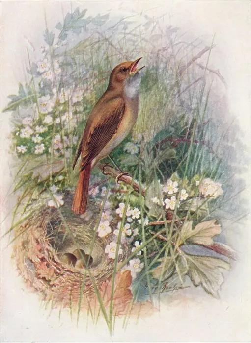 Framed Print : Nightingale - Dau lias luscin ia, c1910, (1910). Artist: George James Rankin Framed Print : Nightingale - Dau lias luscin ia, c1910, (1910). Artist: George James Rankin