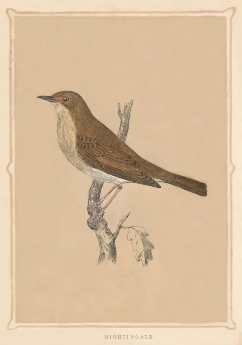 Framed Print : Nightingale, (Luscinia megarhynchos), c1850, (1856) Framed Print : Nightingale, (Luscinia megarhynchos), c1850, (1856)