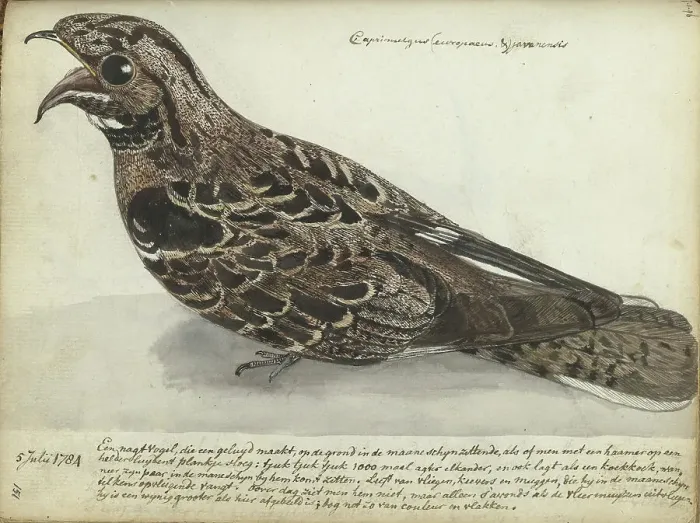 Framed Print : Nightjar, 1784. Creator: Jan Brandes Framed Print : Nightjar, 1784. Creator: Jan Brandes