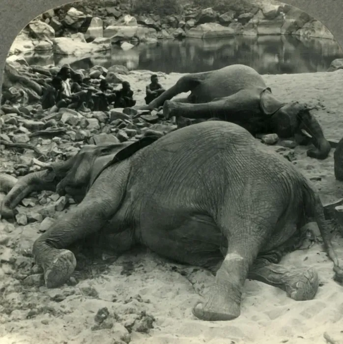 Framed Print : A Nights Bag - an Elephant Hunt in Africa, c1930s. Creator: Unknown Framed Print : A Nights Bag - an Elephant Hunt in Africa, c1930s. Creator: Unknown