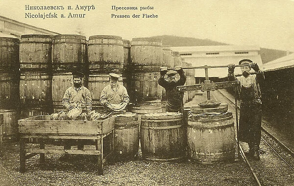 Nikolaevsk-on-Amur. Pressing fish, 1900. Creator: Unknown