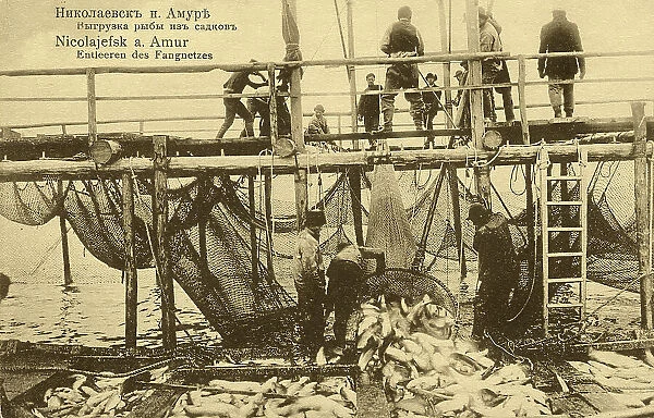 Nikolaevsk-on-Amur. Unloading fish from cages, 1900. Creator: Unknown