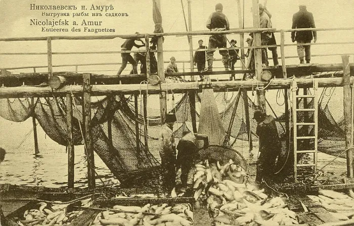 Framed Print : Nikolaevsk-on-Amur. Unloading fish from cages, 1900. Creator: Unknown Framed Print : Nikolaevsk-on-Amur. Unloading fish from cages, 1900. Creator: Unknown