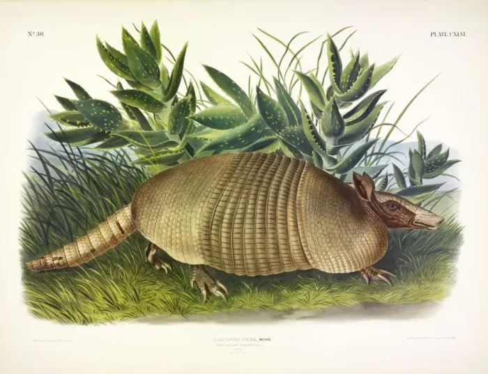 Framed Print : Nine-Banded Armadillo, Dasypus Peba, 1845 Framed Print : Nine-Banded Armadillo, Dasypus Peba, 1845