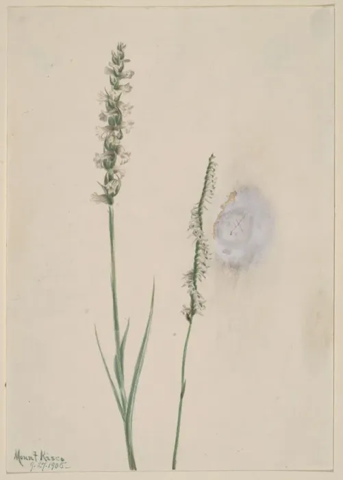 Framed Print : Nodding Ladies-Tresses (Ibidium cernum), 1905. Creator: Mary Vaux Walcott Framed Print : Nodding Ladies-Tresses (Ibidium cernum), 1905. Creator: Mary Vaux Walcott