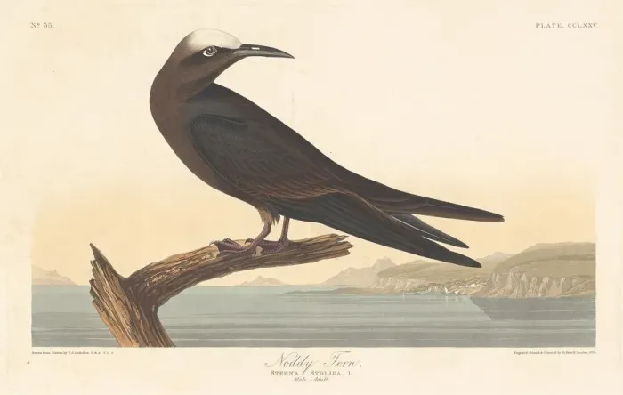 Framed Print : Noddy Tern, 1835. Creator: Robert Havell Framed Print : Noddy Tern, 1835. Creator: Robert Havell
